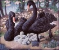 Aves de la familia del cisne negro